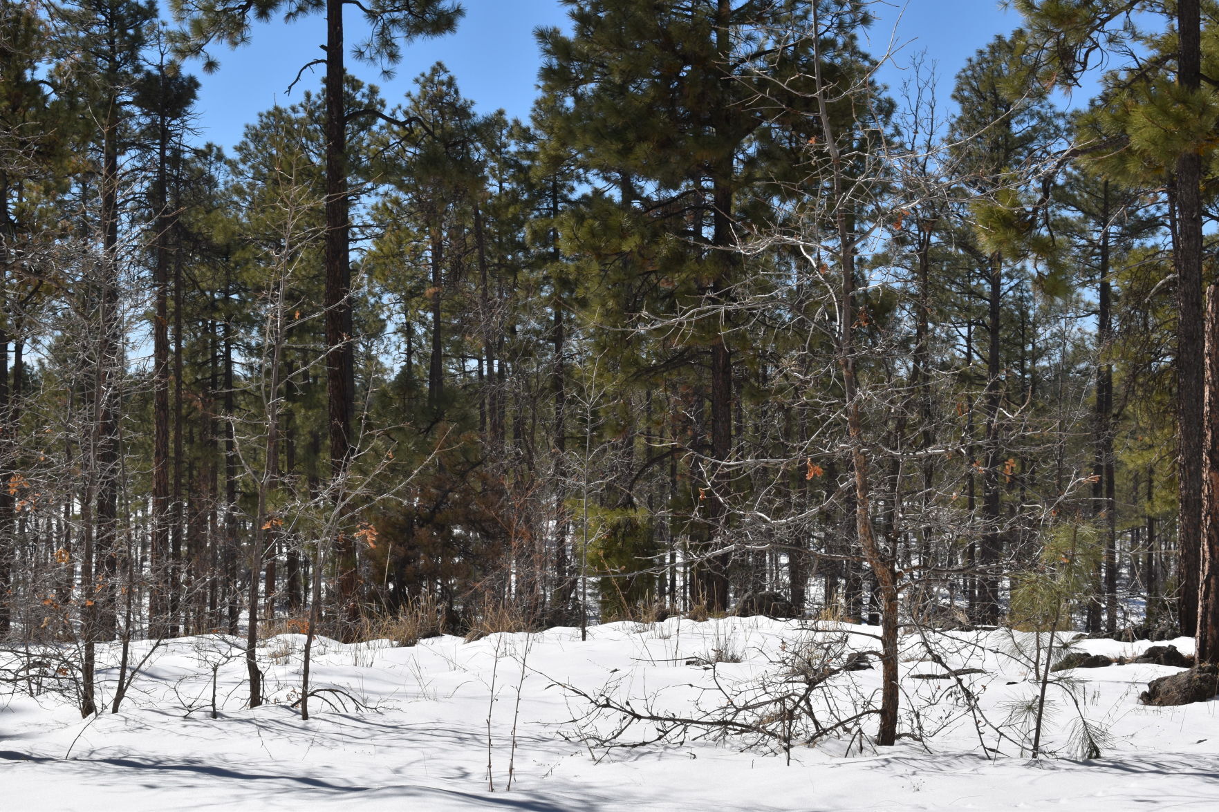 Woodland Lake Park is open
